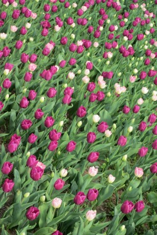 Blumenpracht